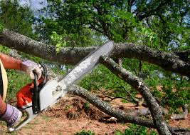Best Stump Grinding and Removal  in Arvin, CA