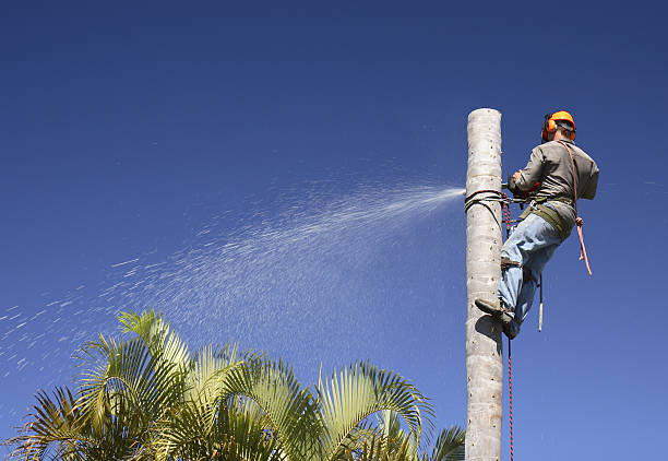 Best Tree Health Inspection  in Arvin, CA