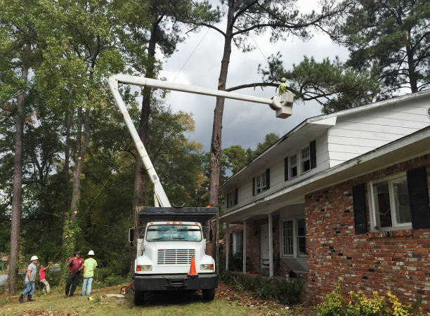 How Our Tree Care Process Works  in  Arvin, CA