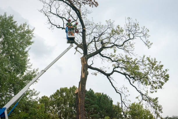 Best Fruit Tree Pruning  in Arvin, CA