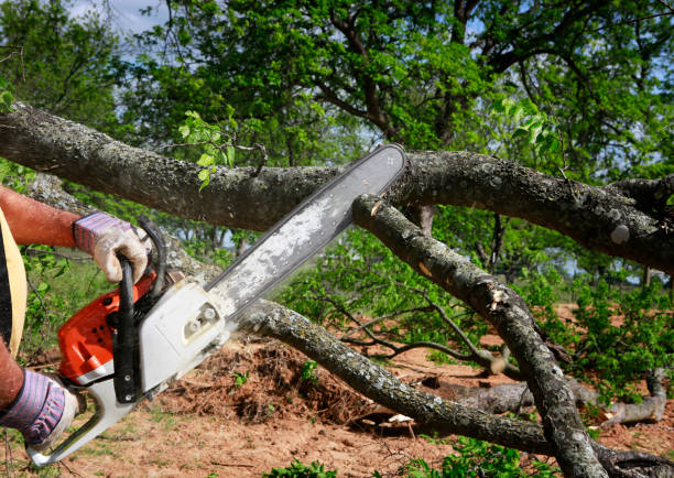 Best Tree Cabling and Bracing  in Arvin, CA